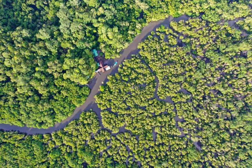 Remote Forest How can satellite remote sensing help analyse forests? - Blog | CloudFerro